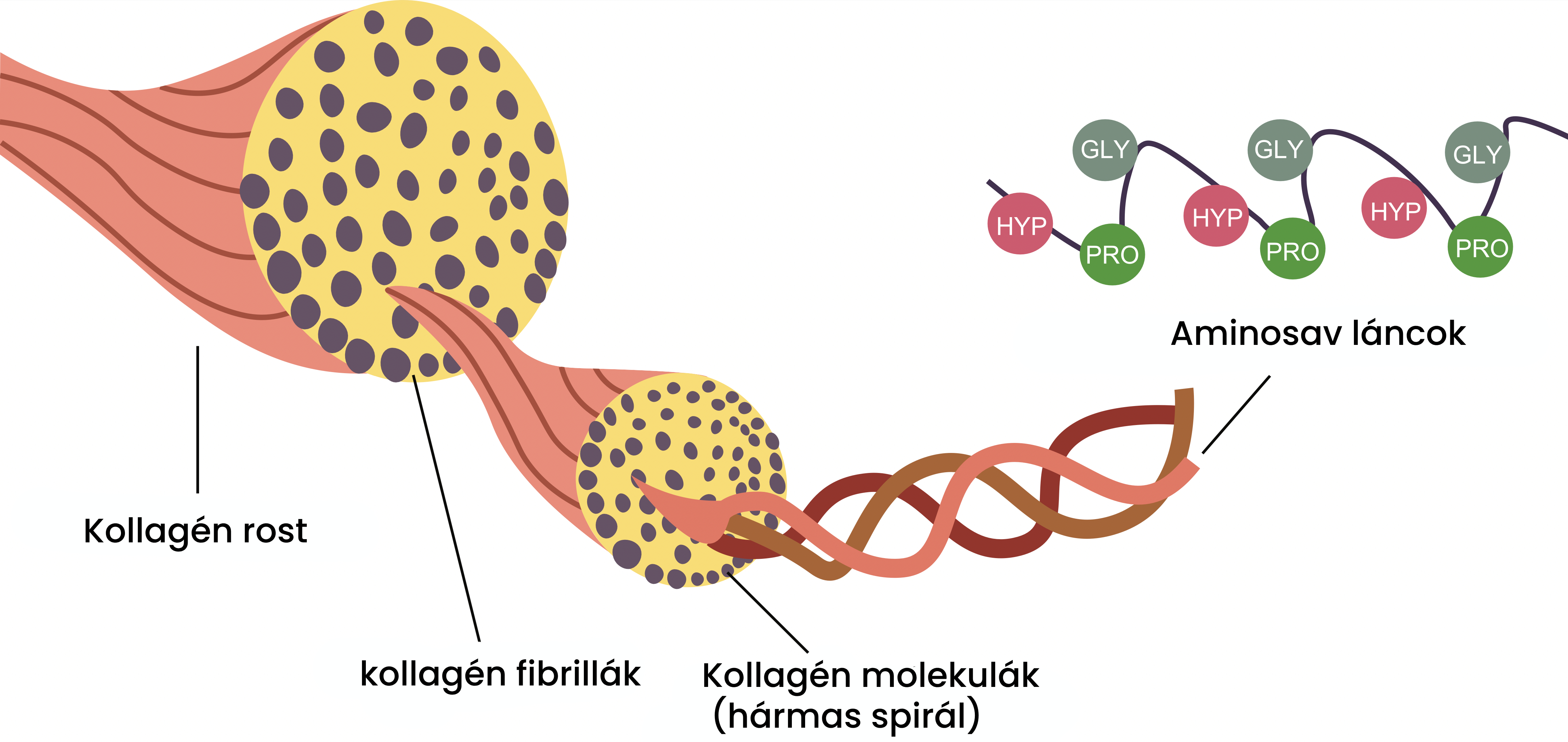 struktura kolegenu_infografika_HU